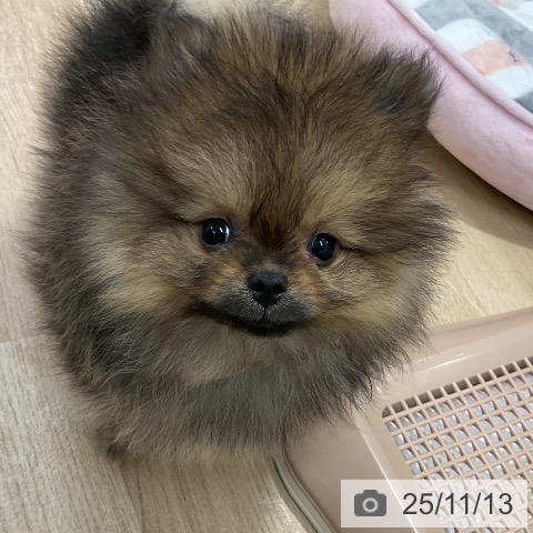 ポメラニアンの写真