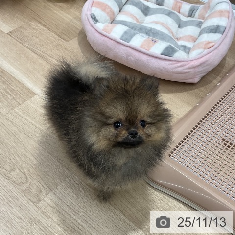 ポメラニアンの写真