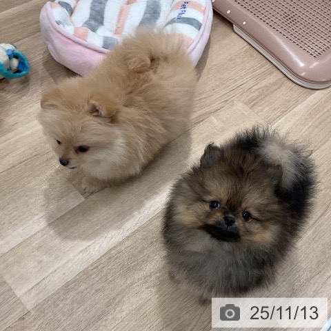 ポメラニアンの写真