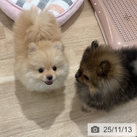 ポメラニアンの写真