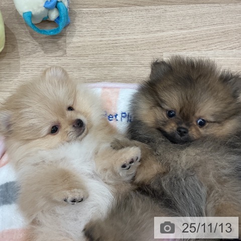 ポメラニアンの写真