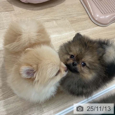 ポメラニアンの写真
