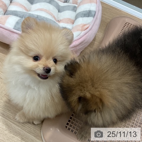 ポメラニアンの写真