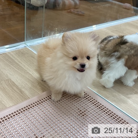 ポメラニアンの写真