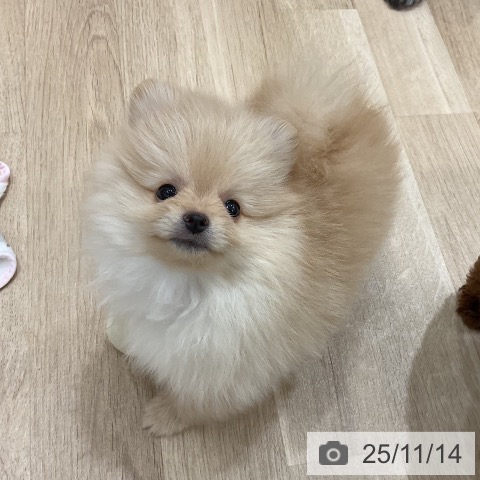 ポメラニアンの写真