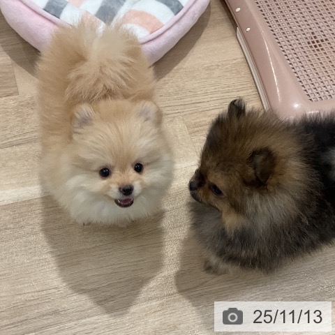 ポメラニアンの写真