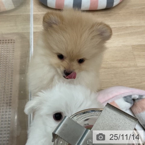 ポメラニアンの写真