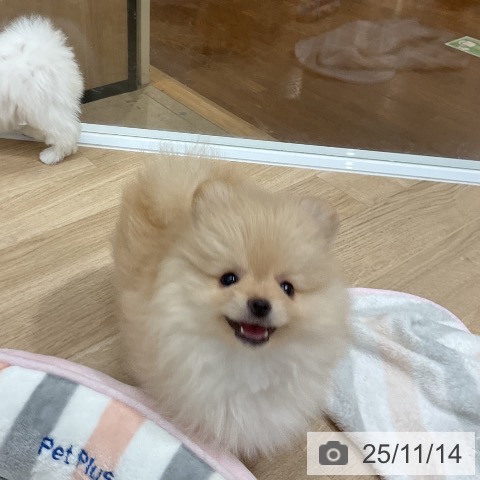 ポメラニアンの写真