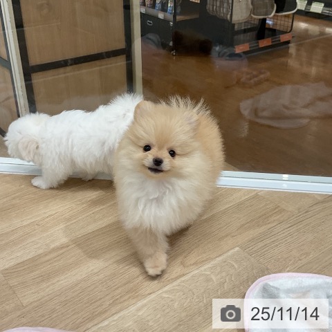 ポメラニアンの写真