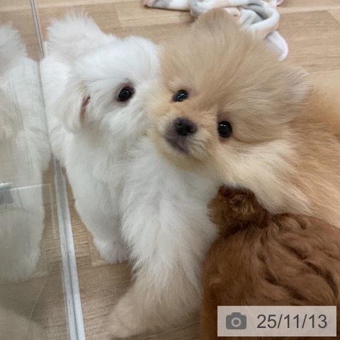 ポメラニアンの写真