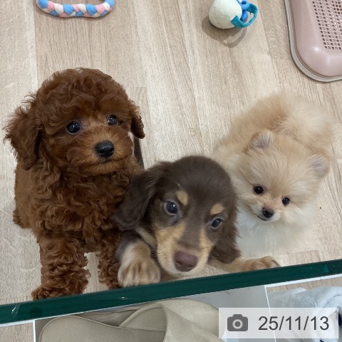 ポメラニアンの写真