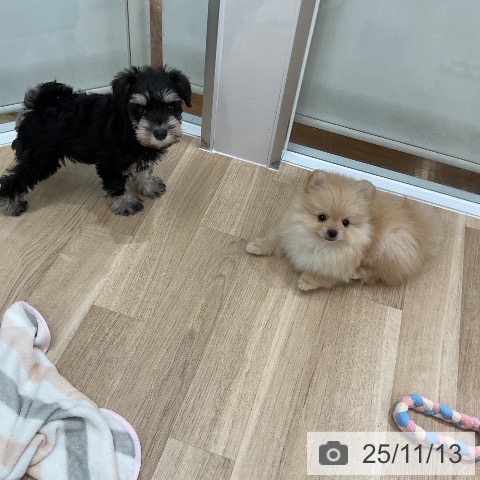 ポメラニアンの写真