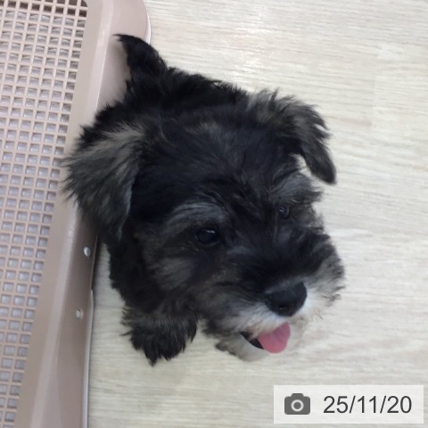 ミニチュア・シュナウザーの写真