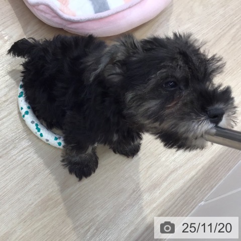 ミニチュア・シュナウザーの写真