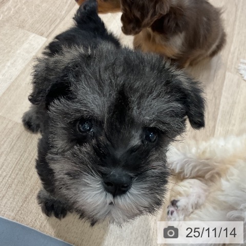 ミニチュア・シュナウザーの写真