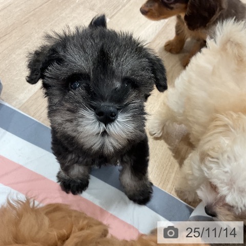 ミニチュア・シュナウザーの写真