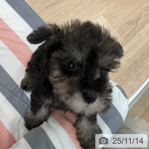 ミニチュア・シュナウザーの写真