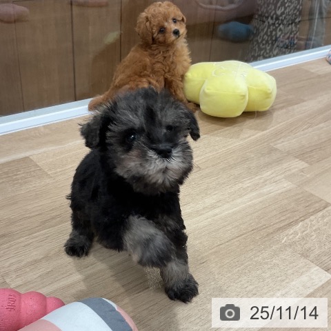 ミニチュア・シュナウザーの写真