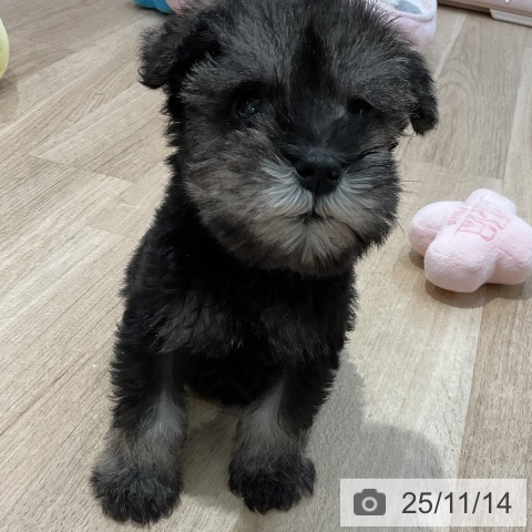 ミニチュア・シュナウザーの写真