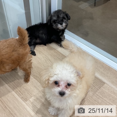 ミニチュア・シュナウザーの写真