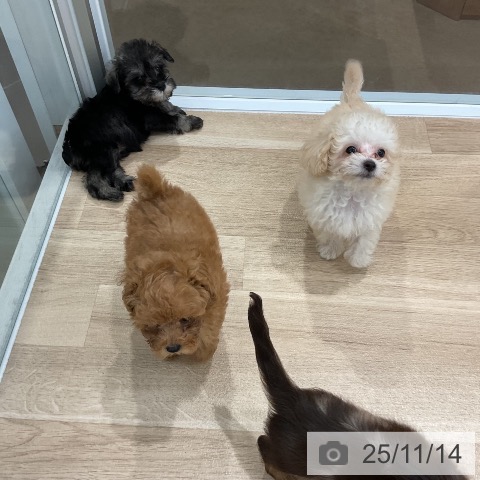 ミニチュア・シュナウザーの写真