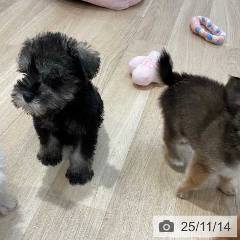 ミニチュア・シュナウザーの写真