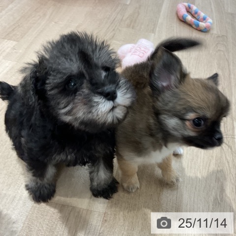 ミニチュア・シュナウザーの写真