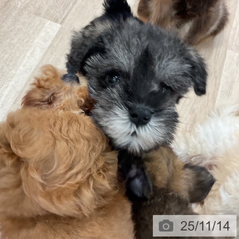 ミニチュア・シュナウザーの写真