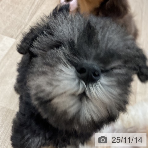 ミニチュア・シュナウザーの写真