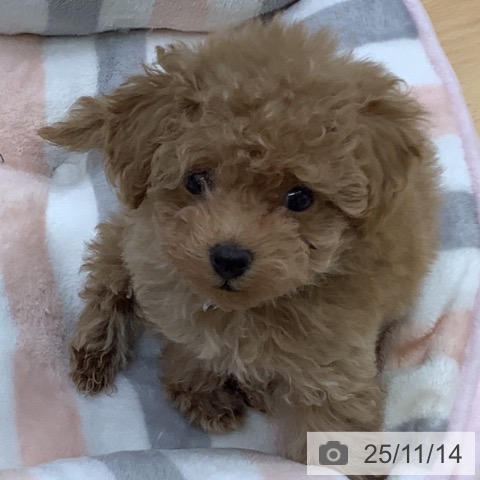 トイ・プードルの写真