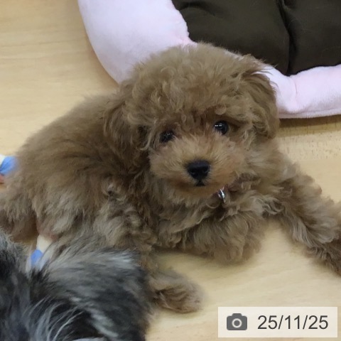 熊本県のトイプードル(トイ) (ペットプラス 熊本店/2025年8月29日生まれ/女の子/レッド)の子犬の4枚目の画像