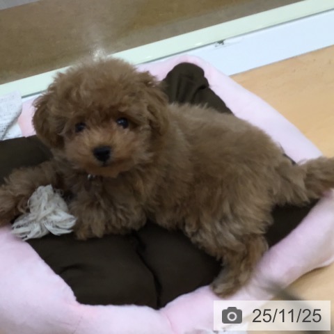 熊本県のトイプードル(トイ) (ペットプラス 熊本店/2025年8月29日生まれ/女の子/レッド)の子犬の3枚目の画像