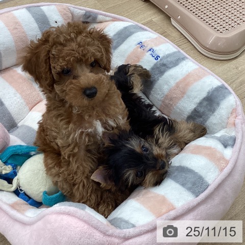 ヨークシャー・テリアの写真