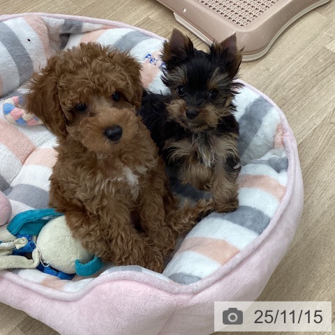 ヨークシャー・テリアの写真