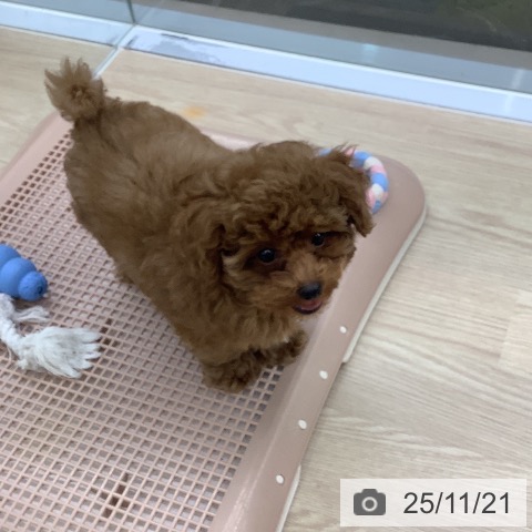 長崎県のトイプードル(トイ) (ペットプラス 長崎店/2025年9月6日生まれ/男の子/レッド)の子犬の4枚目の画像