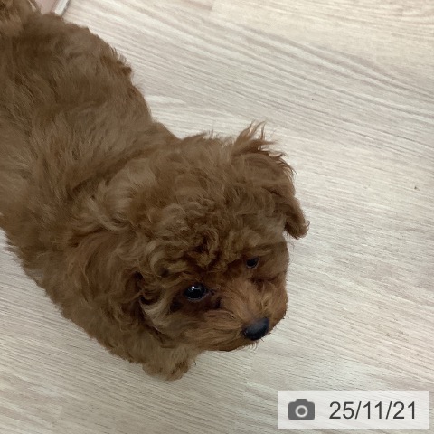 長崎県のトイプードル(トイ) (ペットプラス 長崎店/2025年9月6日生まれ/男の子/レッド)の子犬の3枚目の画像