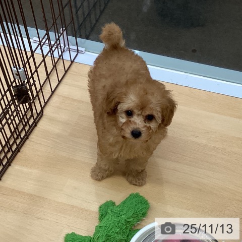 トイ・プードルの写真