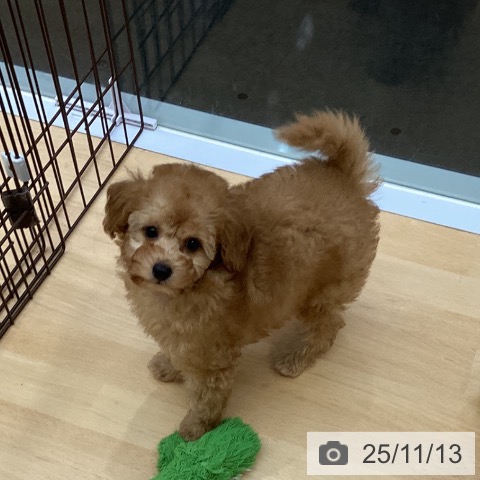 トイ・プードルの写真