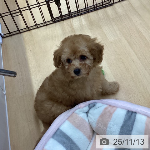 トイ・プードルの写真