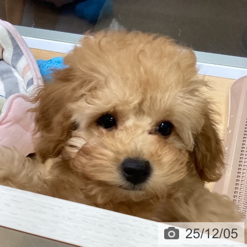 福岡県のトイプードル(トイ) (ペットプラス 春日店/2025年9月6日生まれ/女の子/レッド)の子犬の4枚目の画像