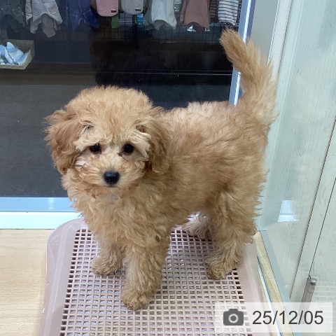 福岡県のトイプードル(トイ) (ペットプラス 春日店/2025年9月6日生まれ/女の子/レッド)の子犬の3枚目の画像