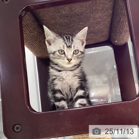 アメリカンショートヘアの写真