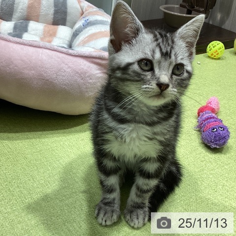 アメリカンショートヘアの写真