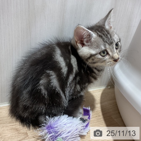 アメリカンショートヘアの写真