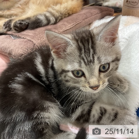 アメリカンショートヘアの写真