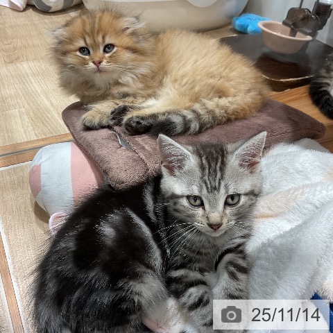 アメリカンショートヘアの写真