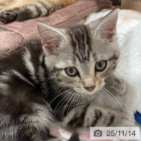 アメリカンショートヘアの写真