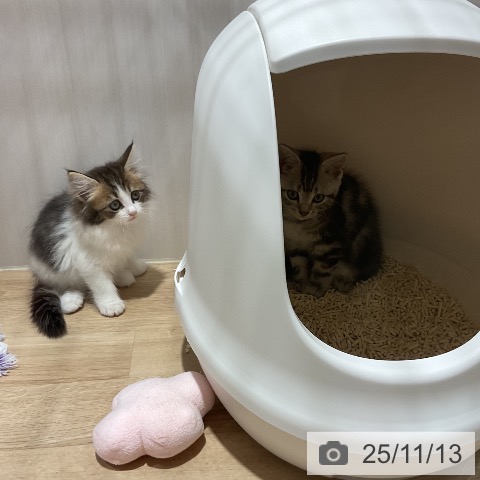 アメリカンショートヘアの写真