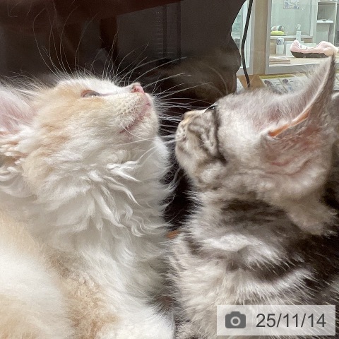 アメリカンショートヘアの写真