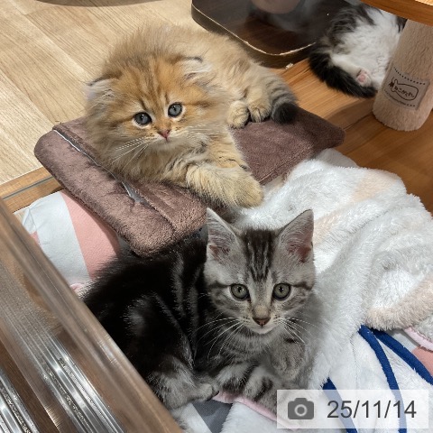 アメリカンショートヘアの写真